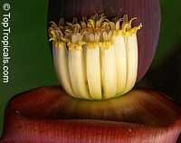 Musa sp., Banana, Bananier Nain, Canbur, Curro, Plantain