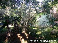 Dovyalis hebecarpa, Dovyalis abyssinica, Tropical Apricot, Ketembilla, Ceylon Gooseberry