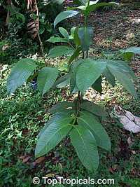 Garcinia mangostana, Mangosteen