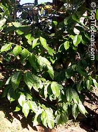 Quararibea funebris Quararibea funebris
