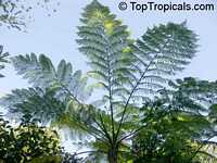 Cyathea cooperi, Sphaeropteris cooperi, Australian Tree fern, Hapuu Fern