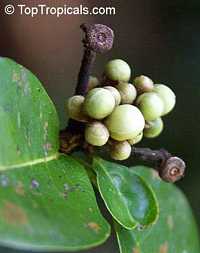Pseudanamomis umbellulifera, Myrtus umbellulifera, Monos plum, Ciruelas