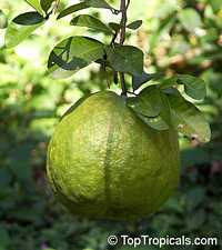 Citrus limon, Lemon