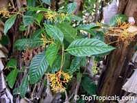 Palicourea guianensis