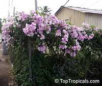 Mansoa alliacea, Pachyptera hymenaea, Pseudocalymma alliacea, Cydista aequinoctialis, Garlic Vine