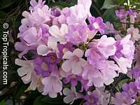 Mansoa alliacea, Pachyptera hymenaea, Pseudocalymma alliacea, Cydista aequinoctialis, Garlic Vine
