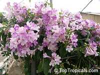 Mansoa alliacea, Pachyptera hymenaea, Pseudocalymma alliacea, Cydista aequinoctialis, Garlic Vine
