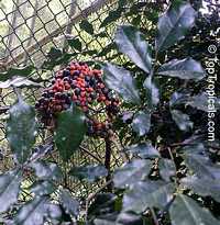 Leea guineensis, Leea
