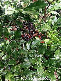 Leea guineensis, Leea