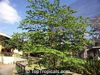 Muntingia calabura, Strawberry tree, Jam tree, Jamaican / Singapore / Panama cherry, Cotton Candy Berry, Calabura, Manzanil Muntingia calabura, Strawberry tree, Jam tree, Jamaican / Singapore / Panama cherry, Cotton Candy Berry, Calabura, Manzanil