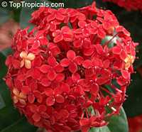 Ixora sp., Jungle flame, Needle flower