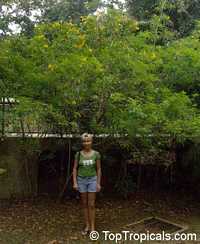 Tecoma stans, Bignonia stans, Yellow Elder, Yellow Bells Tecoma stans, Bignonia stans, Yellow Elder, Yellow Bells