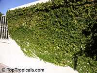 Ficus pumila, Ficus repens, Climbing Fig, Creeping Fig