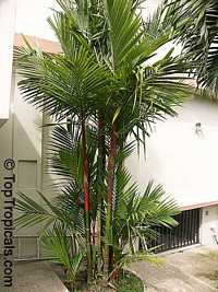 Cyrtostachys lakka, Cyrtostachys renda, Lipstick palm, Sealing wax palm Cyrtostachys lakka, Cyrtostachys renda, Lipstick palm, Sealing wax palm