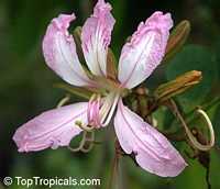 Bauhinia purpurea, Orchid Tree, Butterfly Tree