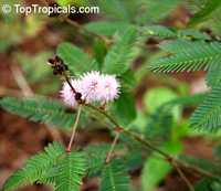 Mimosa pudica, Sensitive Plant
