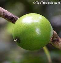 Pouteria multiflora, Broadleaved Lucuma, Chocky Apple, Jacana