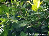 Pouteria multiflora, Broadleaved Lucuma, Chocky Apple, Jacana