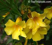 Allamanda cathartica, Allamanda nerifolia, Golden Trumpet Shrub Allamanda cathartica, Allamanda nerifolia, Golden Trumpet Shrub