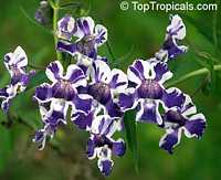 Angelonia goyazensis, Angelonia angustiflolia, Angel Mist, Summer Snapdragon, Angel Flower