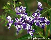 Angelonia goyazensis, Angelonia angustiflolia, Angel Mist, Summer Snapdragon, Angel Flower