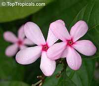 Kopsia fruticosa, Shrub Vinca, Pink Kopsia, Kopsia Merah, Pink Gardenia