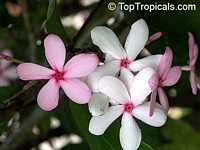 Kopsia fruticosa, Shrub Vinca, Pink Kopsia, Kopsia Merah, Pink Gardenia