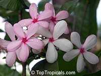 Kopsia fruticosa, Shrub Vinca, Pink Kopsia, Kopsia Merah, Pink Gardenia