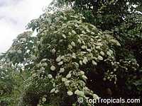 Morinda reticulata, Mapoon Bush, Yellow-dye Morinda reticulata, Mapoon Bush, Yellow-dye