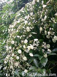 Morinda reticulata, Mapoon Bush, Yellow-dye Morinda reticulata, Mapoon Bush, Yellow-dye