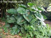 Alocasia sp., Alocasia, Taro
