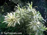 Dracaena sp., Dracaena