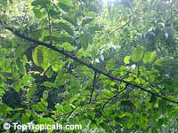 Neolamarckia cadamba, Anthocephalus cadamba, Anthocephalus chinensis