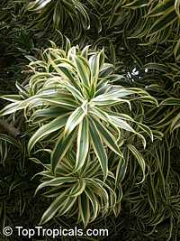 Dracaena sp., Dracaena