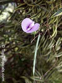 Centrosema sp., Butterfly Pea