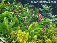 Alpinia purpurata, Red ginger lily