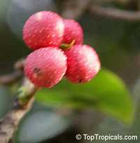 Ficus sp.