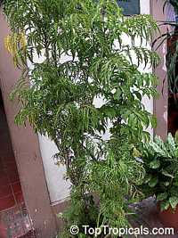 Polyscias fruticosa, Ming Aralia