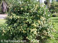 Coptosperma littorale, Tarenna littoralis, Enterospermum littorale, Coptosperma