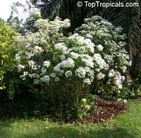 Euphorbia leucocephala, Pascuita, Snows of Kilimanjaro, White Small Leaf Poincettia, Snow Bush, White-laced euphorbia, Snow Flake, Poinsettia