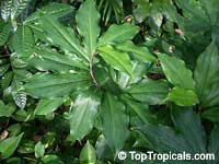 Costus sp., Spiral Ginger