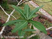Plumeria montana, Whita Plumeria