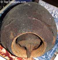 Lecythis zabucajo , Monkey Pot, Sapucaia, Sapukaina, Sapucai Nut, Paradise Nut