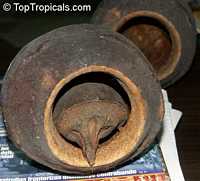 Lecythis zabucajo , Monkey Pot, Sapucaia, Sapukaina, Sapucai Nut, Paradise Nut