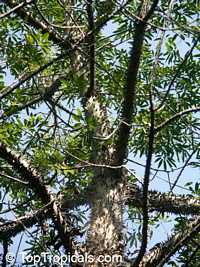 Neobuchia paulinae