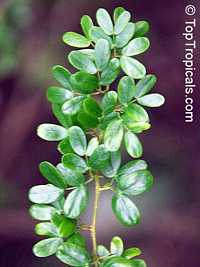 Acacia oviedoensis, Vachellia oviedoensis, Acacia