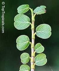 Coccoloba sp., Coccoloba