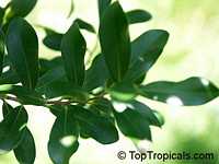 Cinnamodendron ekmanii, Canelilla, Canelillo