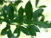 Cinnamodendron ekmanii, Canelilla, Canelillo