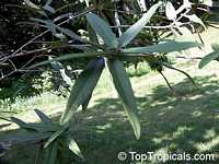 Cordia salvifolia, Cordia nesophila, Islandloving Cordia, Black Sage Cordia salvifolia, Cordia nesophila, Islandloving Cordia, Black Sage